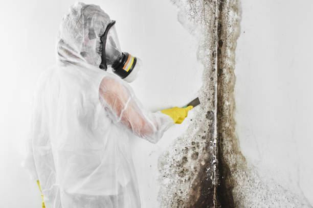 Crawl Space Mold Removal in Parkville, PA