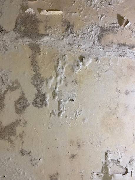 Best Black Mold Removal  in Rkville, PA